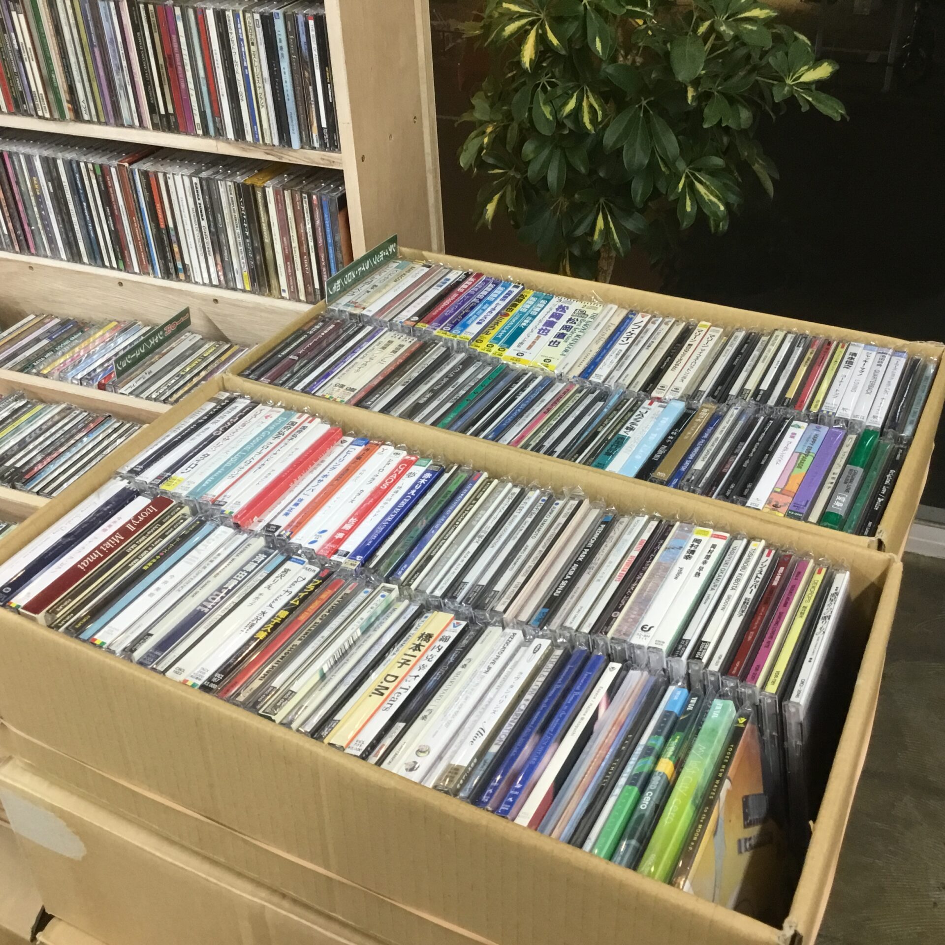 『Re:シティポップ』と題した特集を110円CDコーナー横で展開しました。